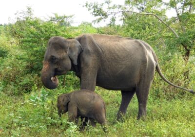 Udawalawe national Park