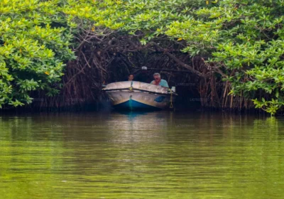Bentota River safari