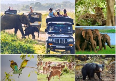 Sri Lanka Wildlife Tours