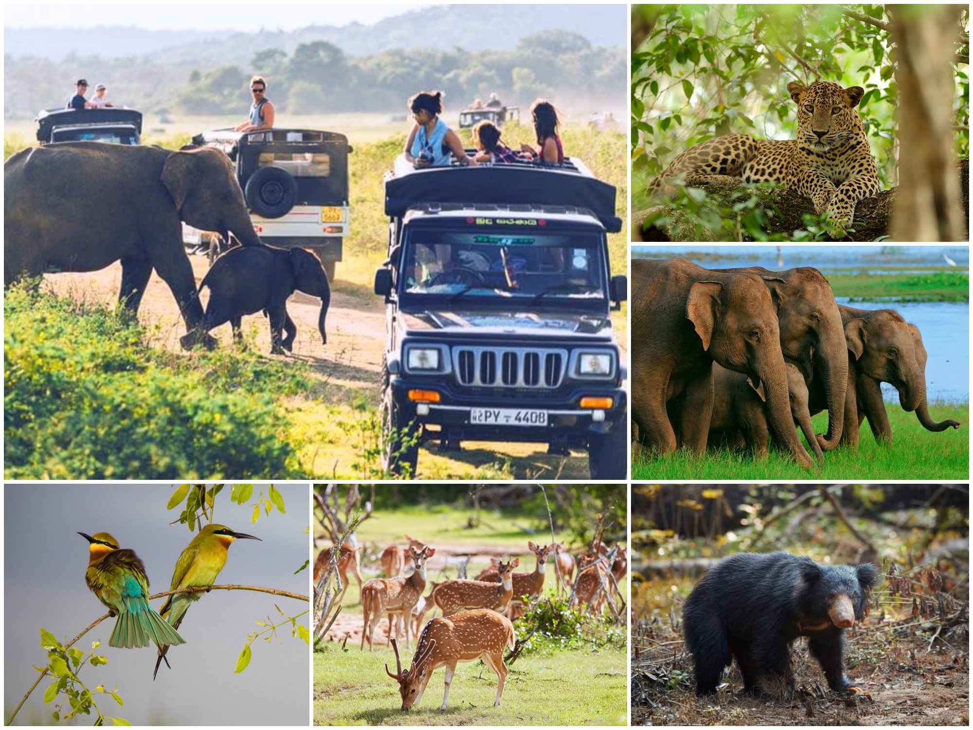 Sri Lanka Wildlife Tours