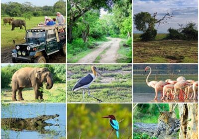 Bundala National Park