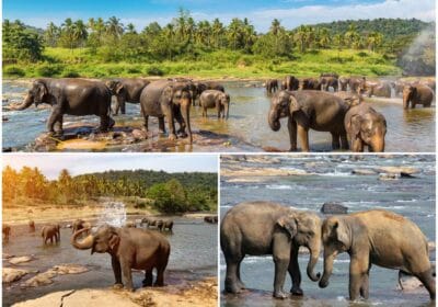 Pinnawala Elephant Orphanage