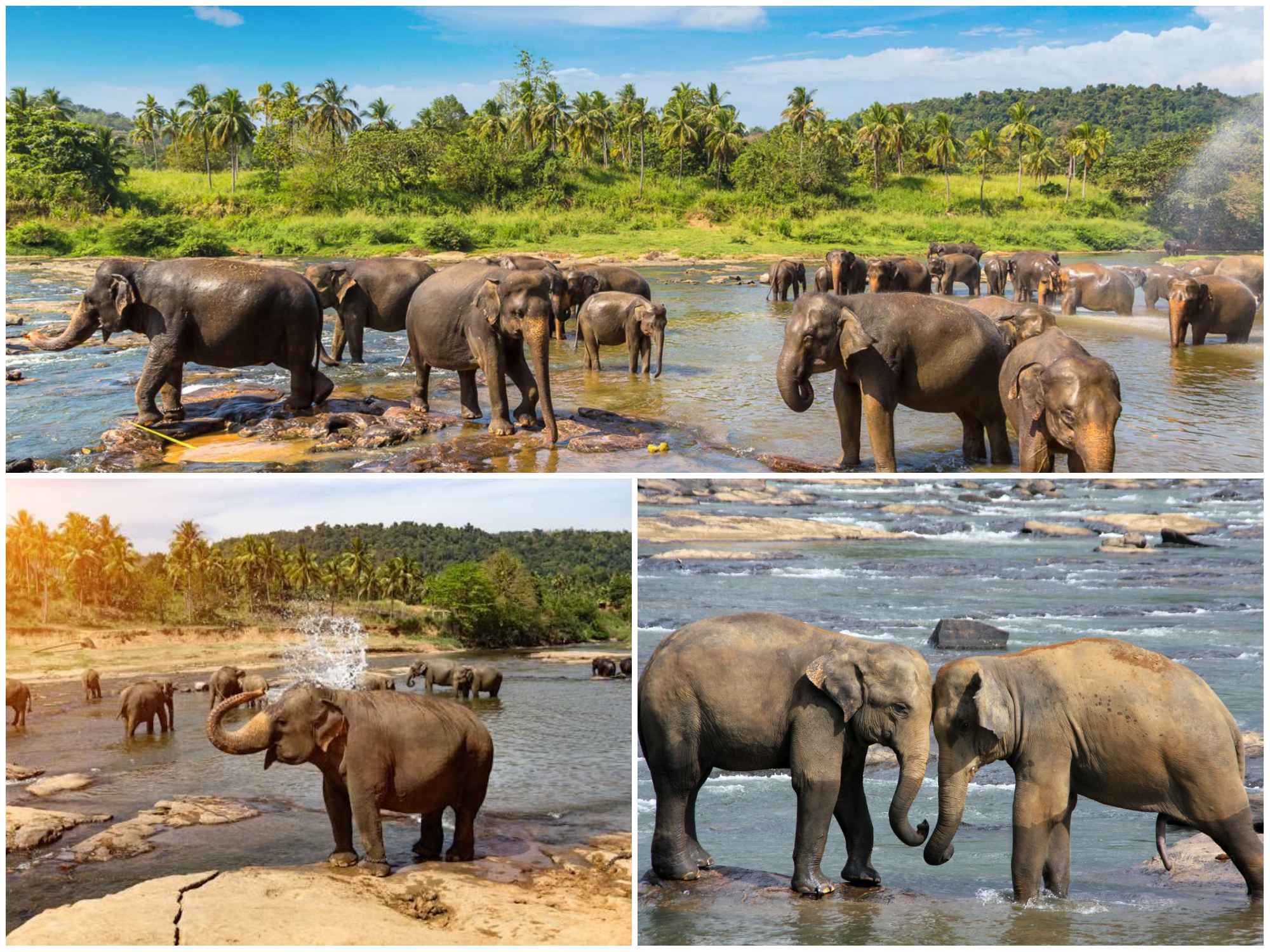 Pinnawala Elephant Orphanage