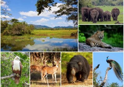 Wasgomuwa National Park