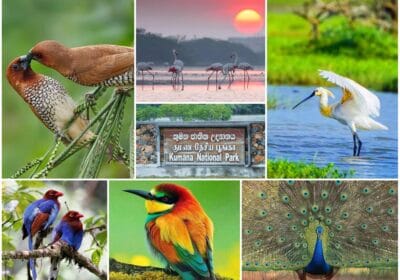 Kumana National Park