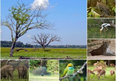 Lahugala National Park