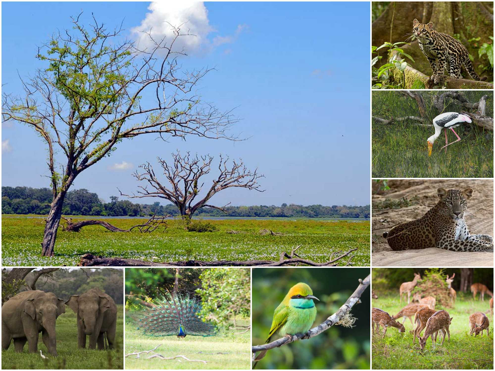 Lahugala National Park