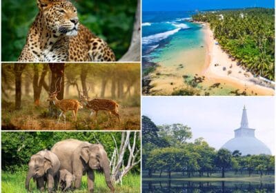 Top 5 things to do in Sri lanka