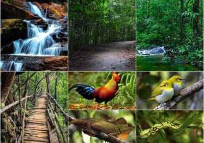 Kanneliya Rain Forest