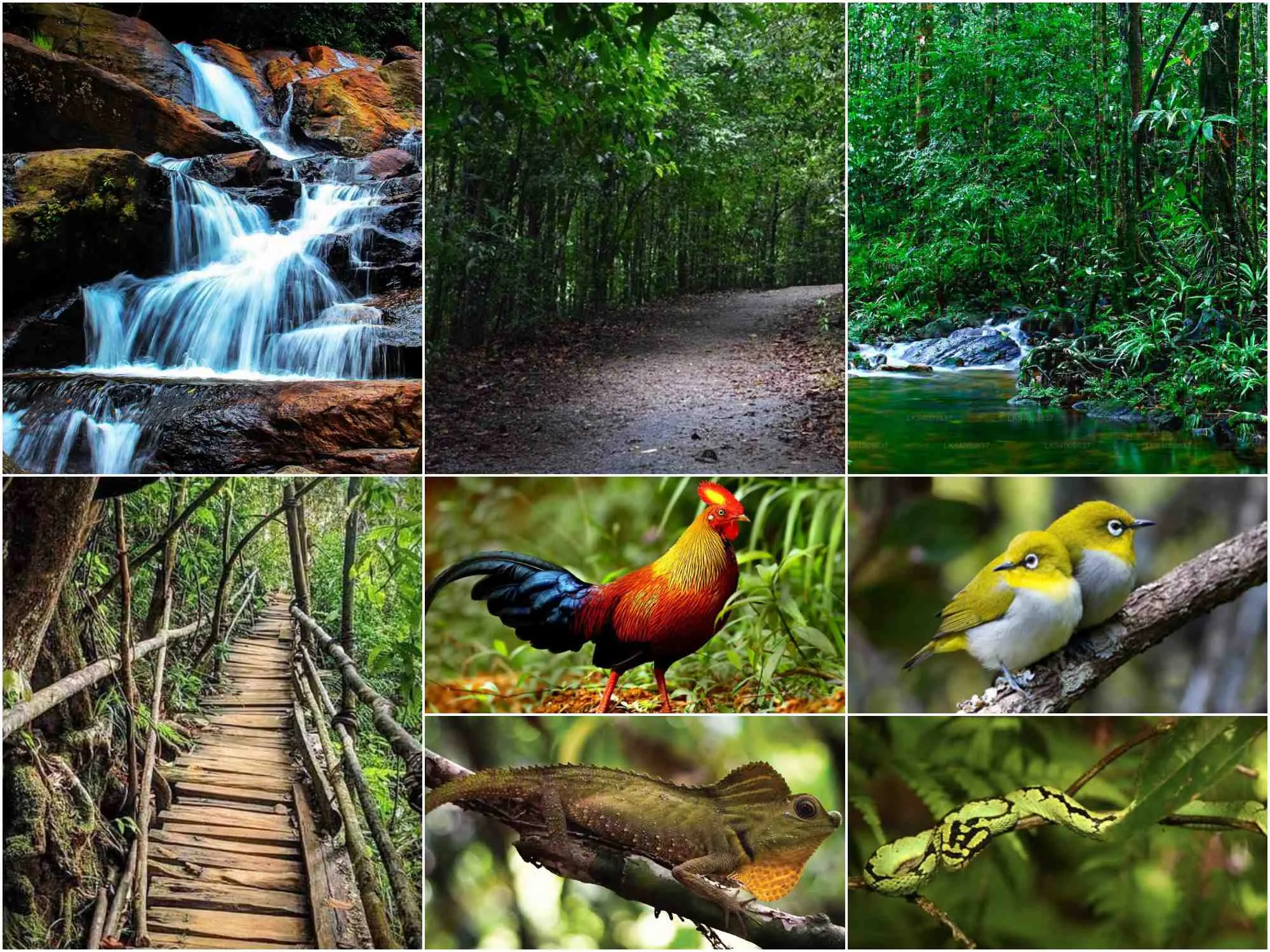 Kanneliya Rain Forest
