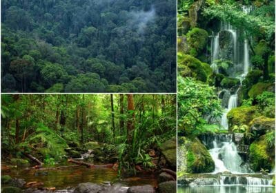 Rainforests in Sri Lanka