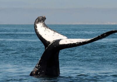 Whale watching in Srilanka