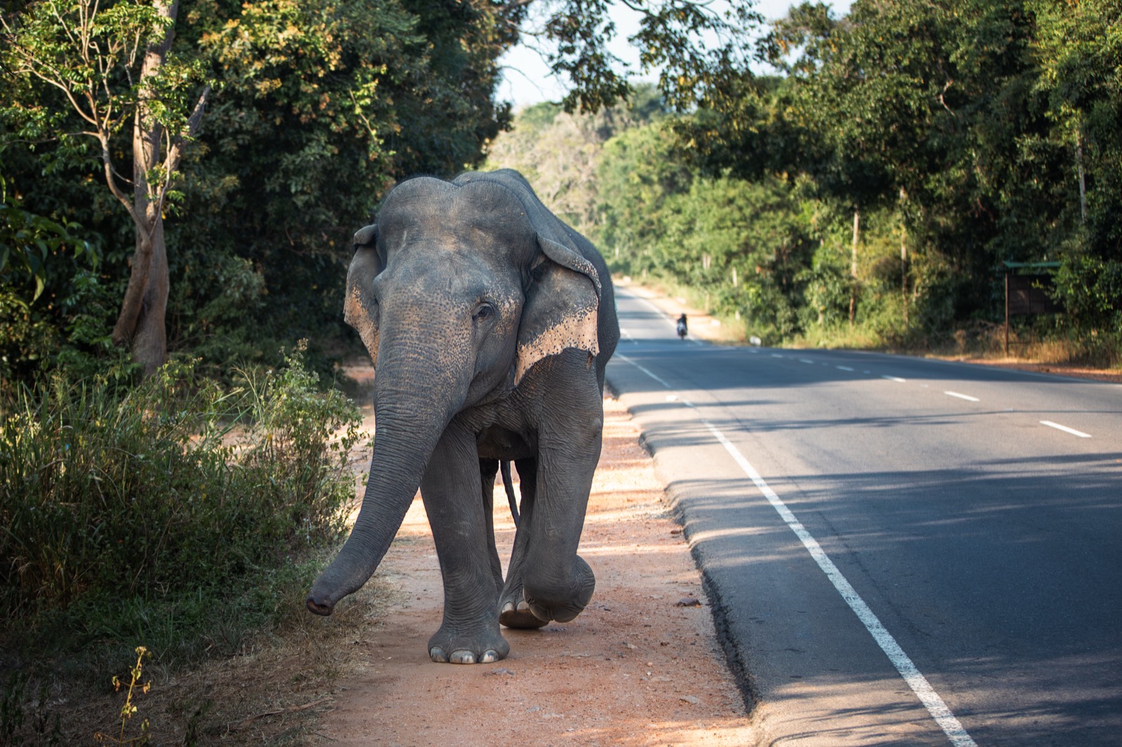 wild elephant on a Yala safari road