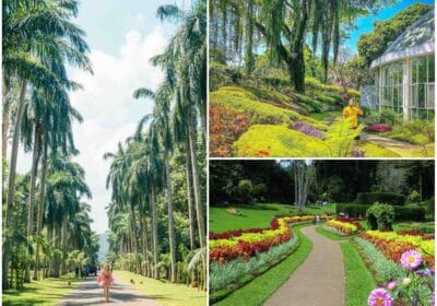 Peradeniya Botanic Gardens